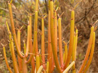 Euphorbia tirucalli cv Sticks