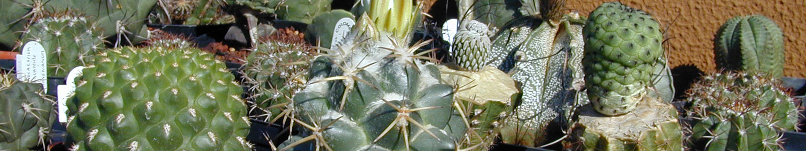 Libri su cactus e piante grasse Vaso per cactus grande
