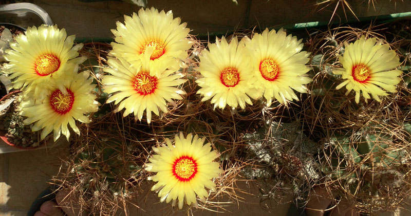 Astrophytum capricorne