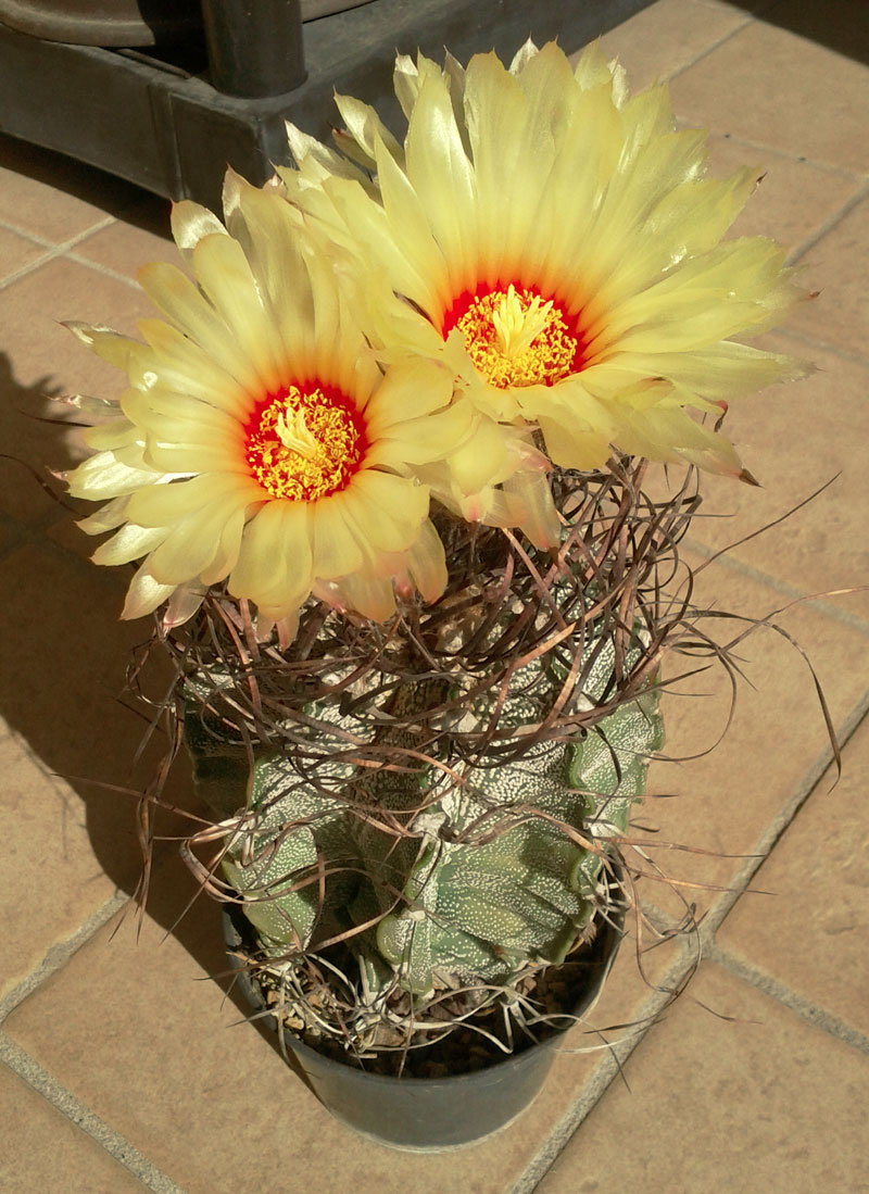 Astrophytum capricorne