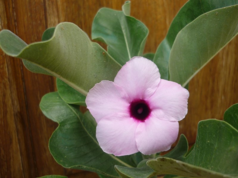 Adenium boehmianum