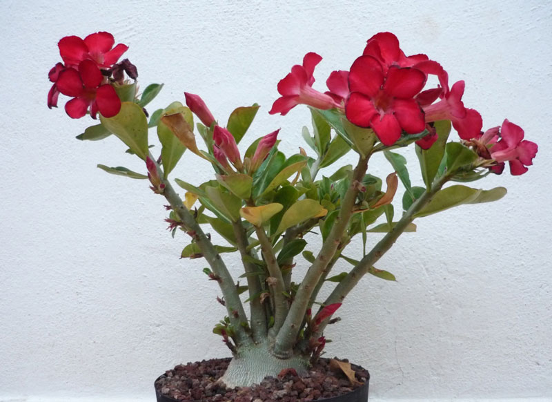 Adenium obesum