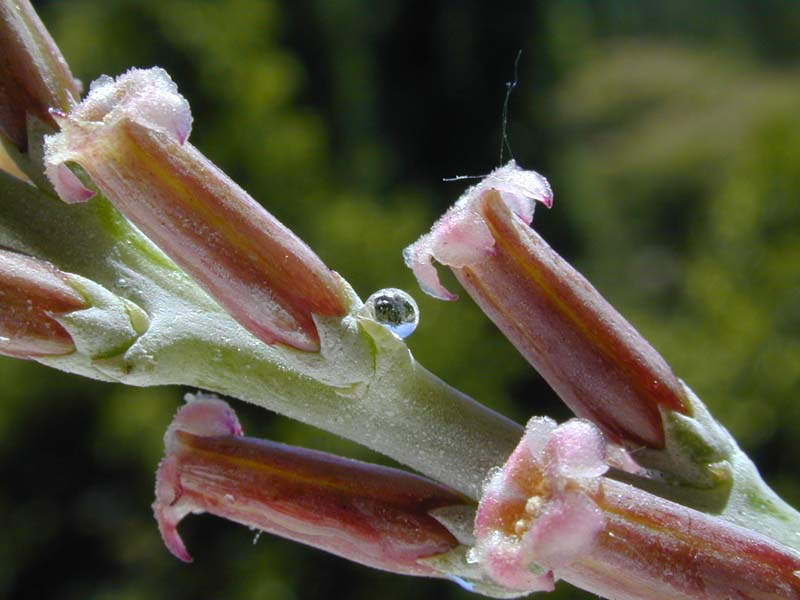 Adromischus cooperi