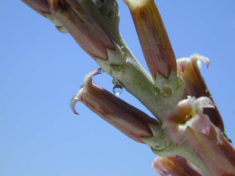 Adromischus cooperi