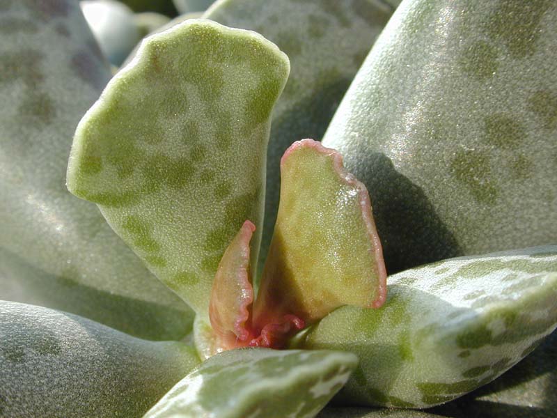 Adromischus cooperi