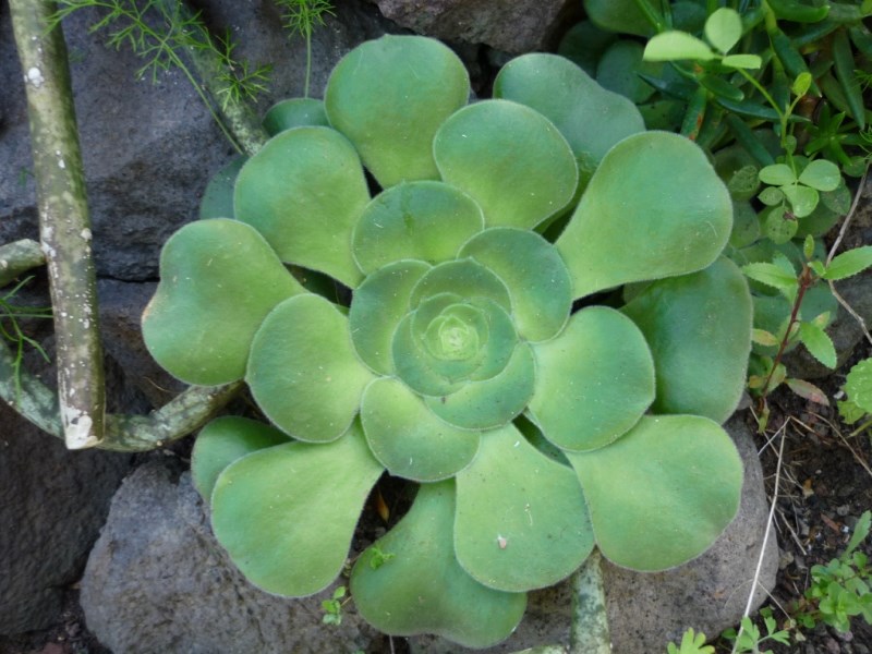 Aeonium canariense