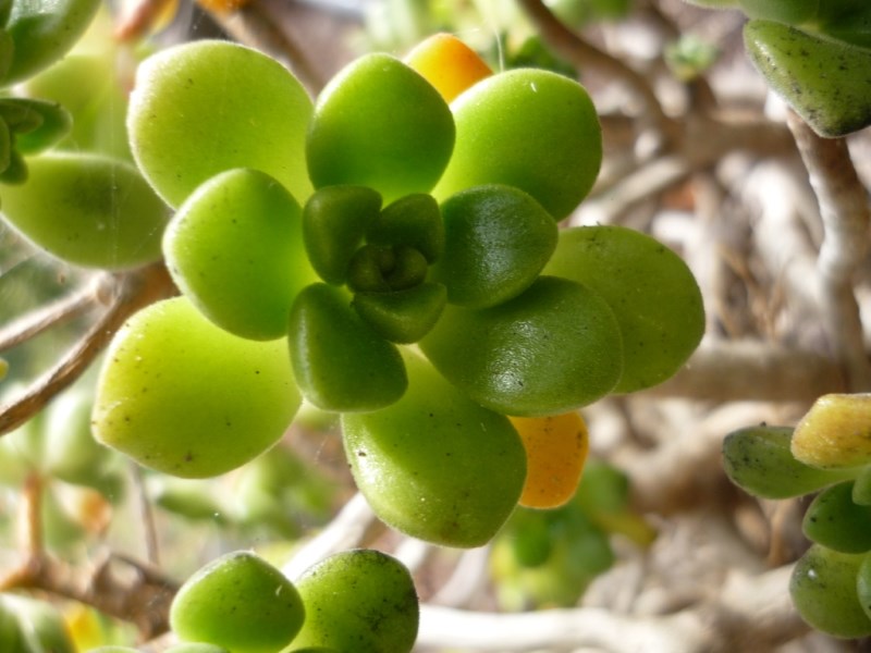 Aeonium lindleyi