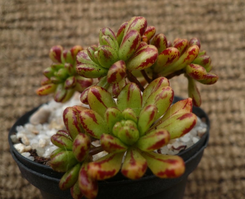 Aeonium sedifolium