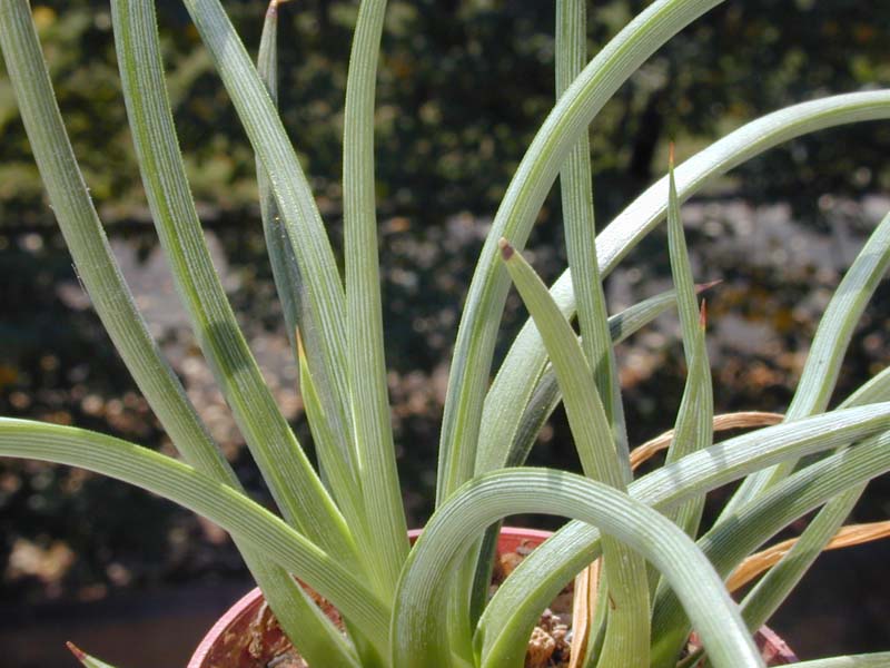 Agave stricta