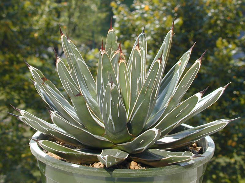 Agave victoriae-reginae