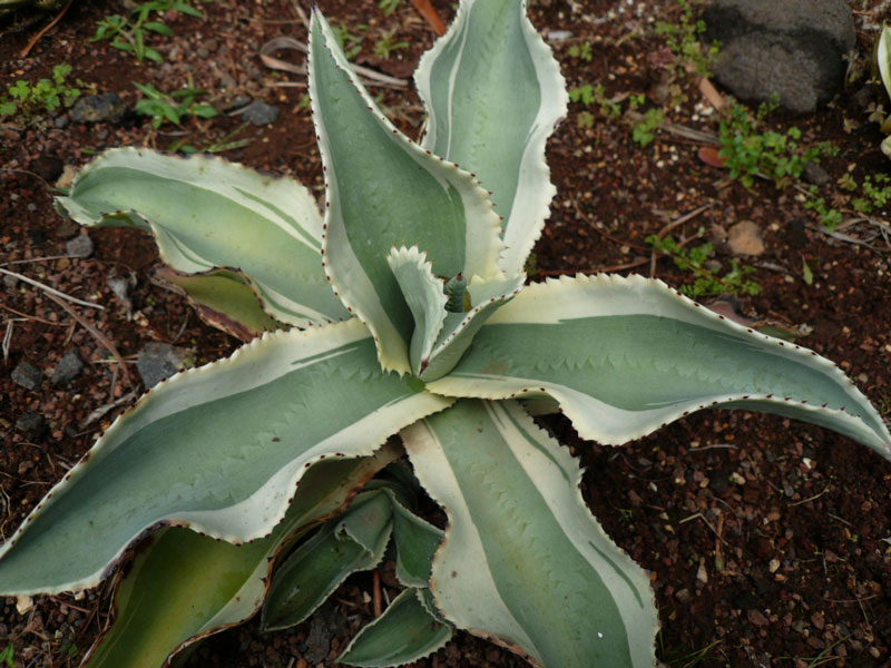 Agave gypsophila