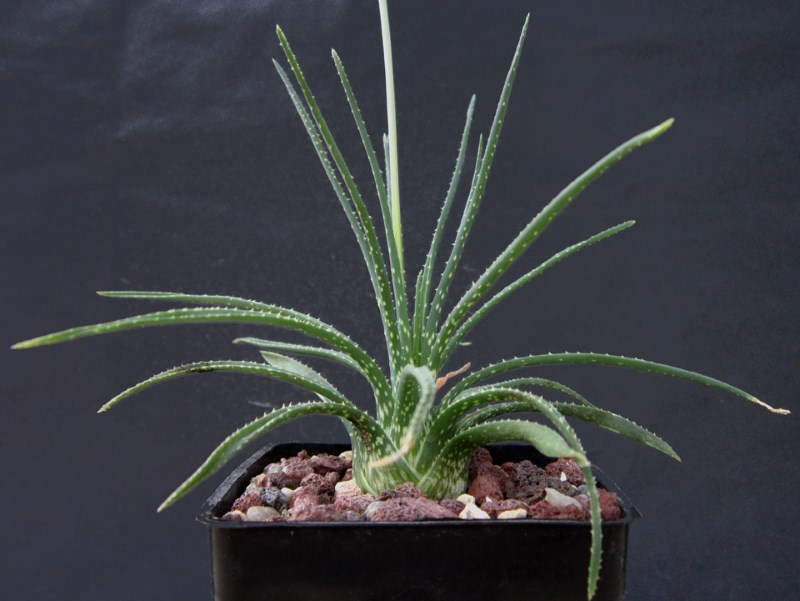 Aloe bowiea