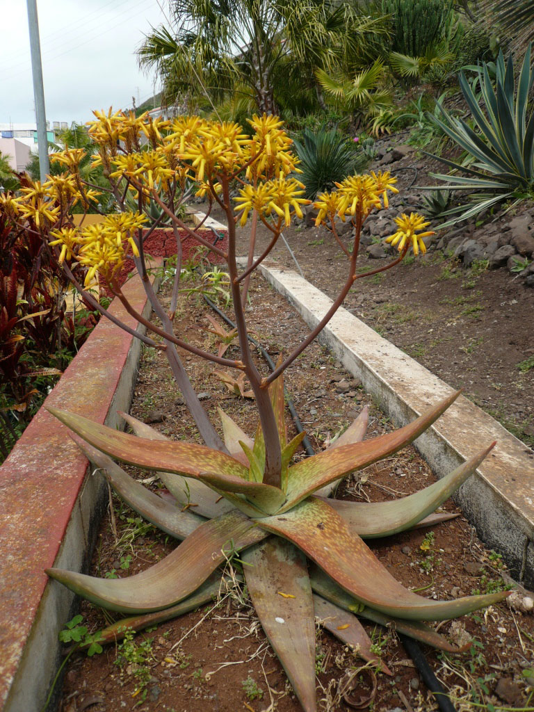 Aloe buhrii