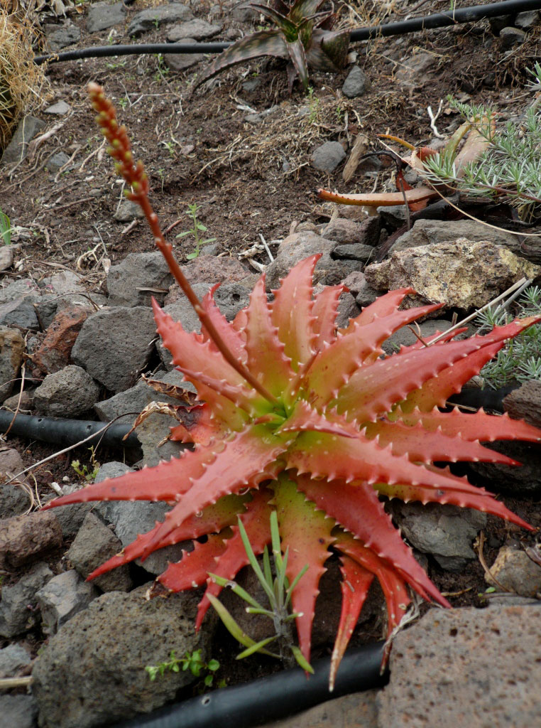 Aloe dorotheae