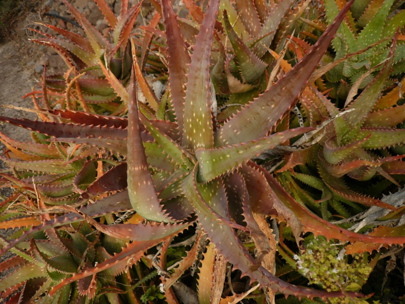 Aloe nyeriensis