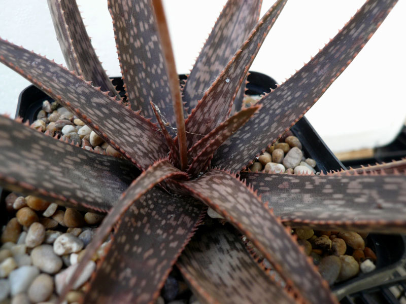 Aloe perrieri