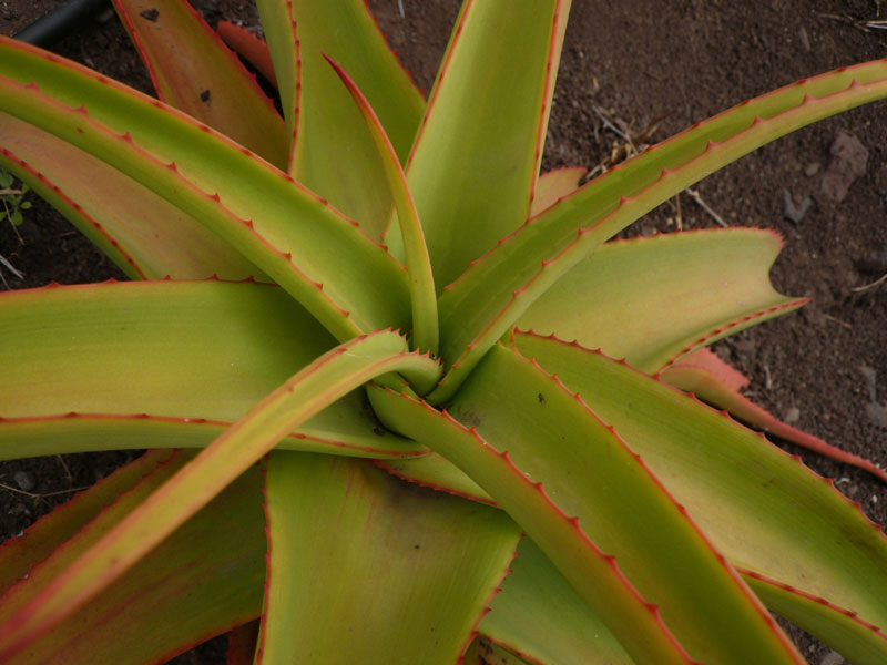 Aloe vanbalenii