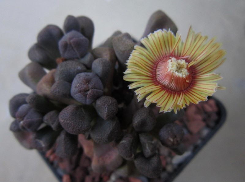 Aloinopsis rosulata