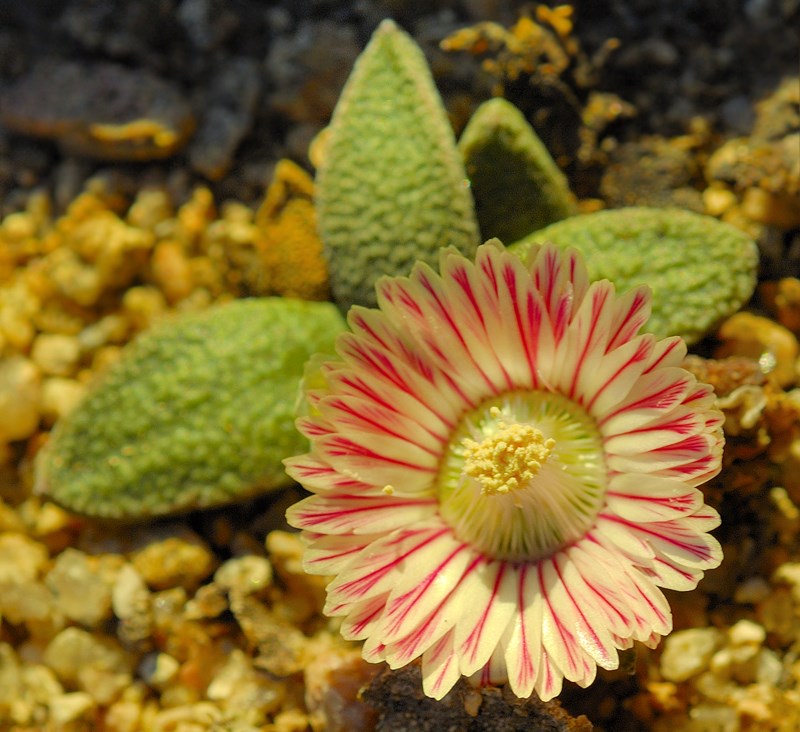 Aloinopsis rubrolineata