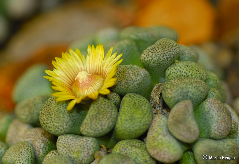 Aloinopsis schooneesii