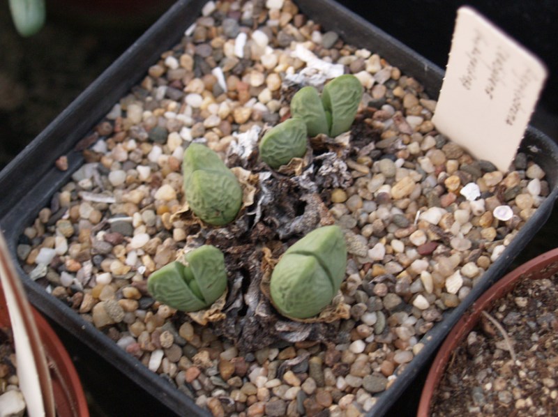 Argyroderma crateriforme