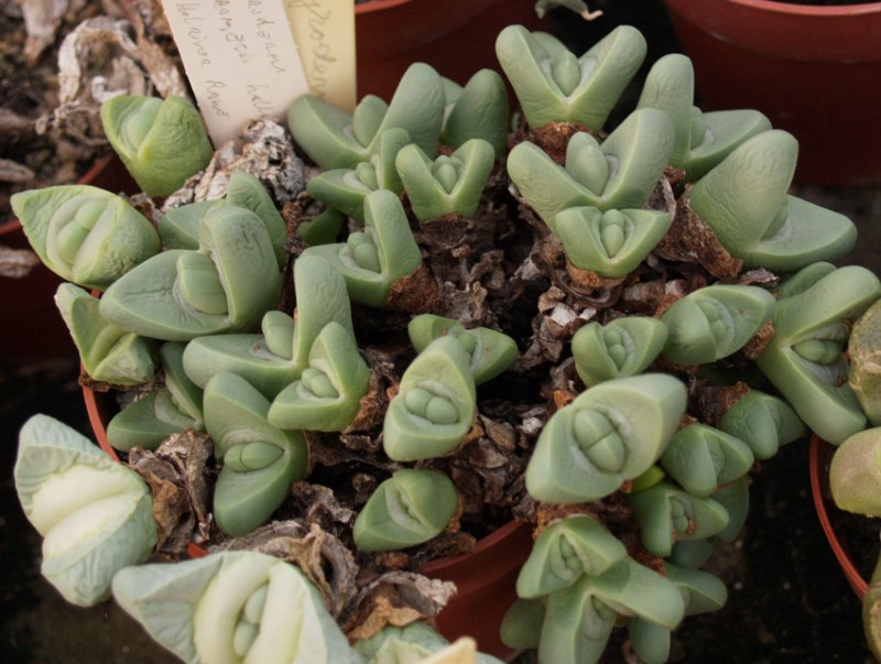 Argyroderma framesii