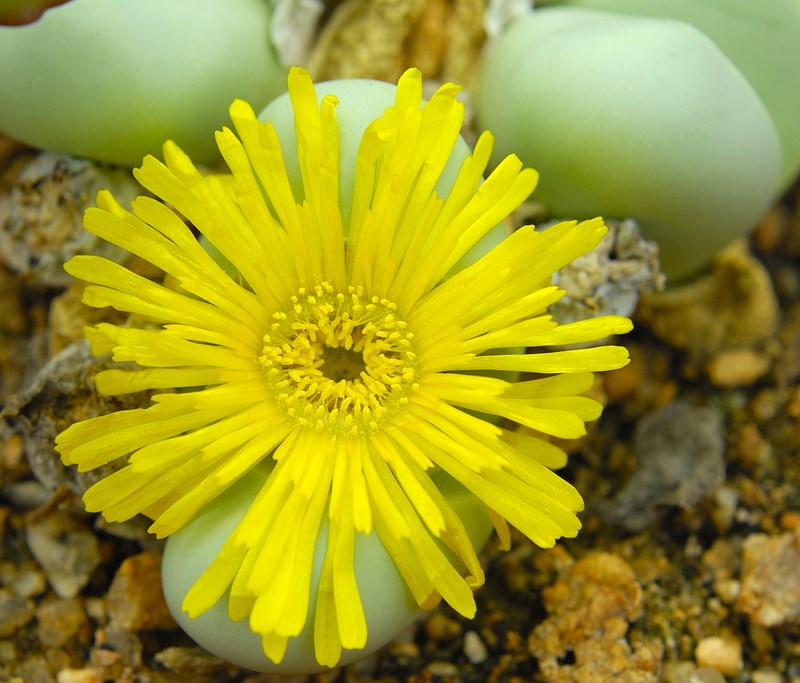 Argyroderma ringens