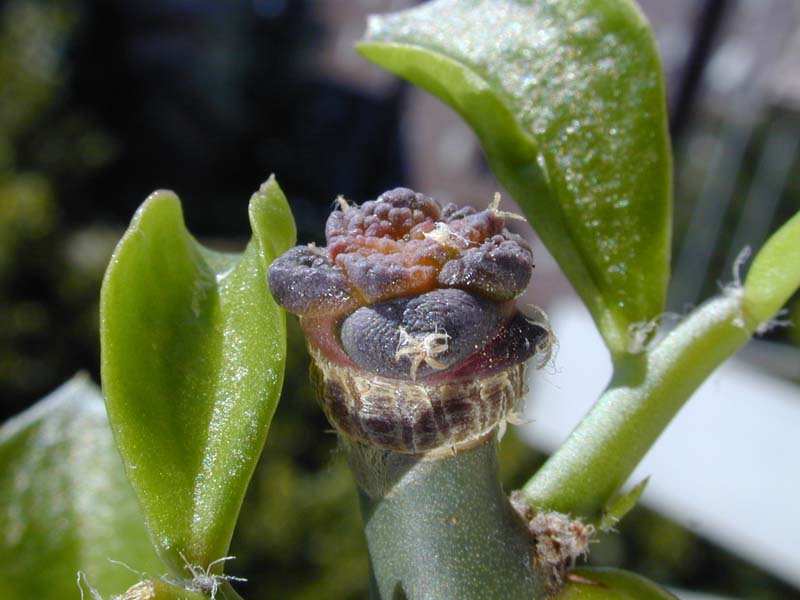 Ariocarpus fissuratus