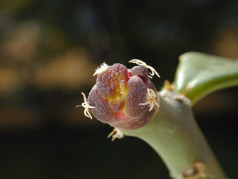 Ariocarpus fissuratus