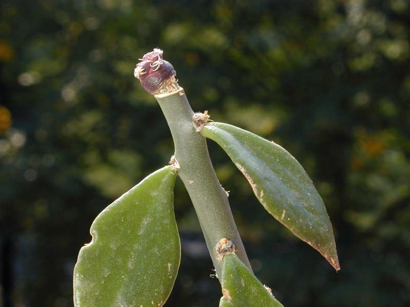 Ariocarpus fissuratus