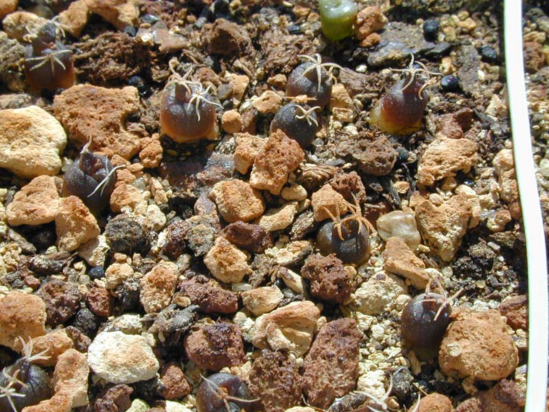 Ariocarpus fissuratus