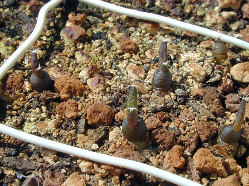 Ariocarpus kotschoubeyanus macdowelli