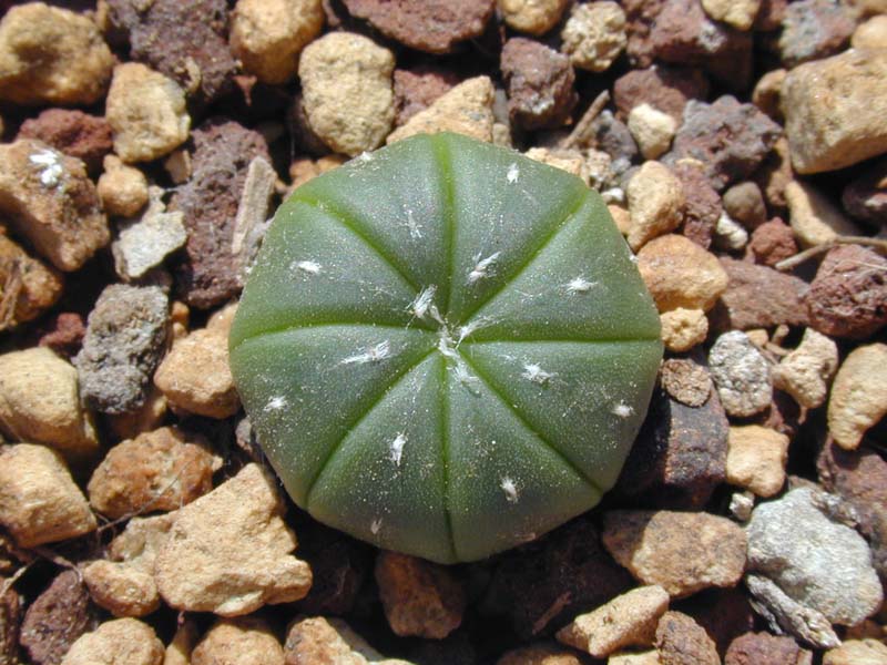 Astrophytum asterias