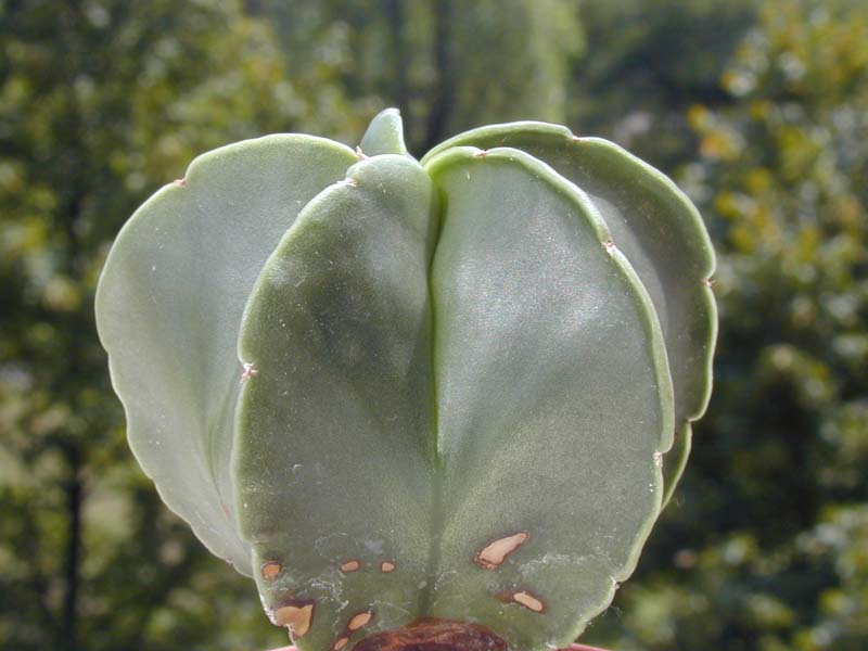 Astrophytum nudum