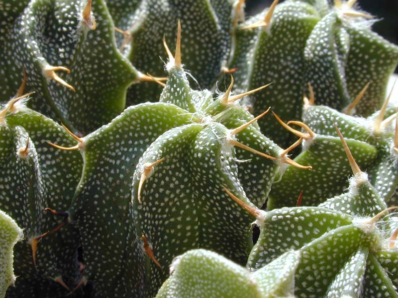 Astrophytum ornatum