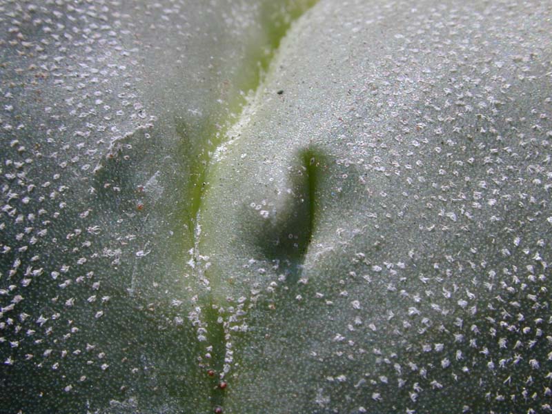 Astrophytum quadricostatum