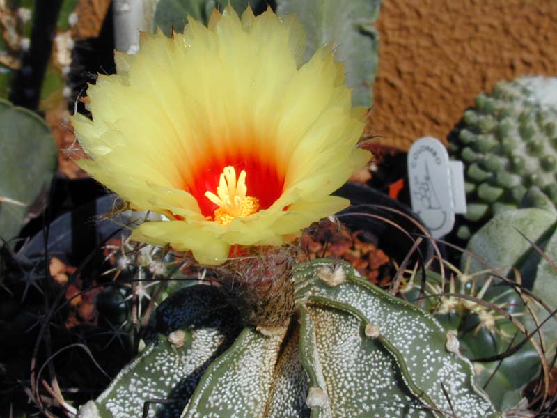 Astrophytum capricorne