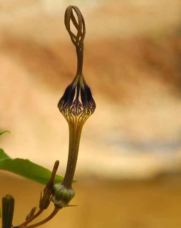 Ceropegia africana subsp. barklyi