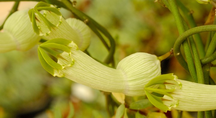 Ceropegia ampliata