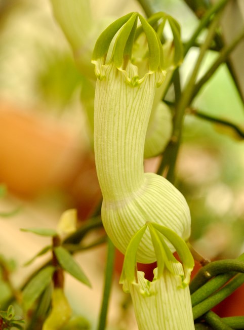 Ceropegia ampliata