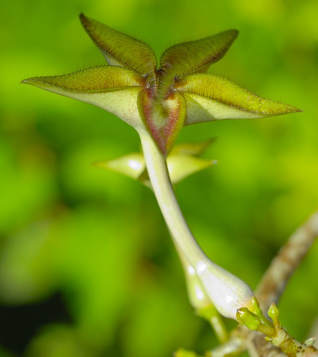 Ceropegia cimiciodora