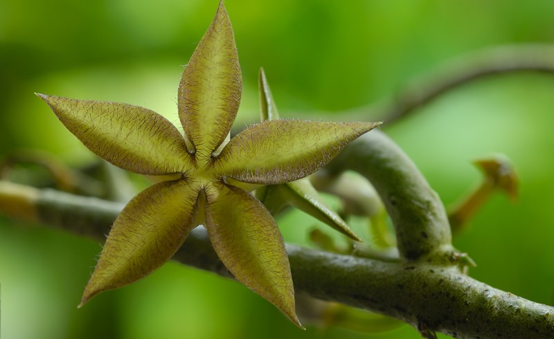 Ceropegia cimiciodora