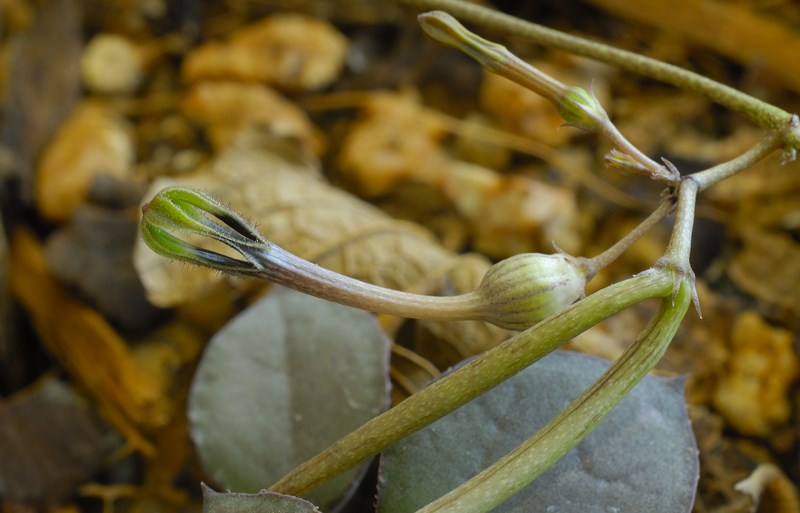 Ceropegia decidua