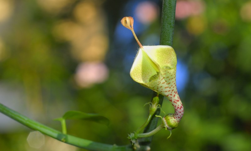 Ceropegia haygarthii