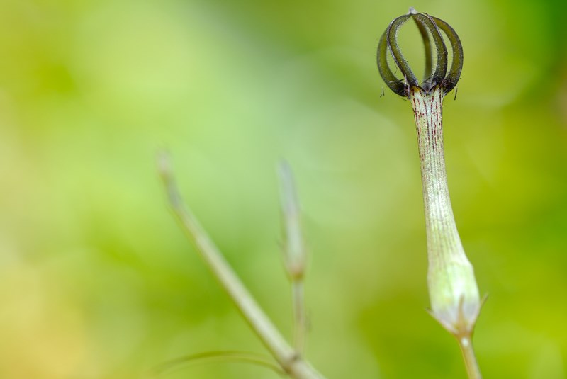 Ceropegia leroyi