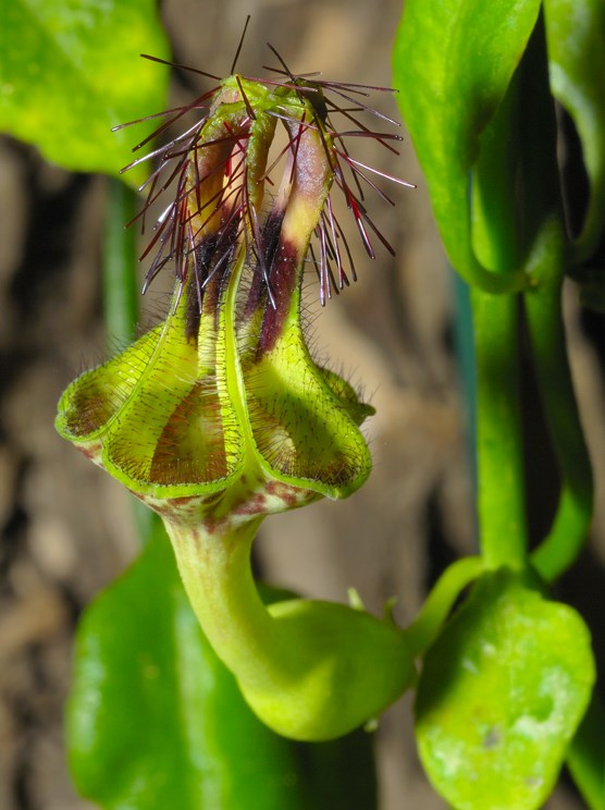 Ceropegia nilotica var. simplex