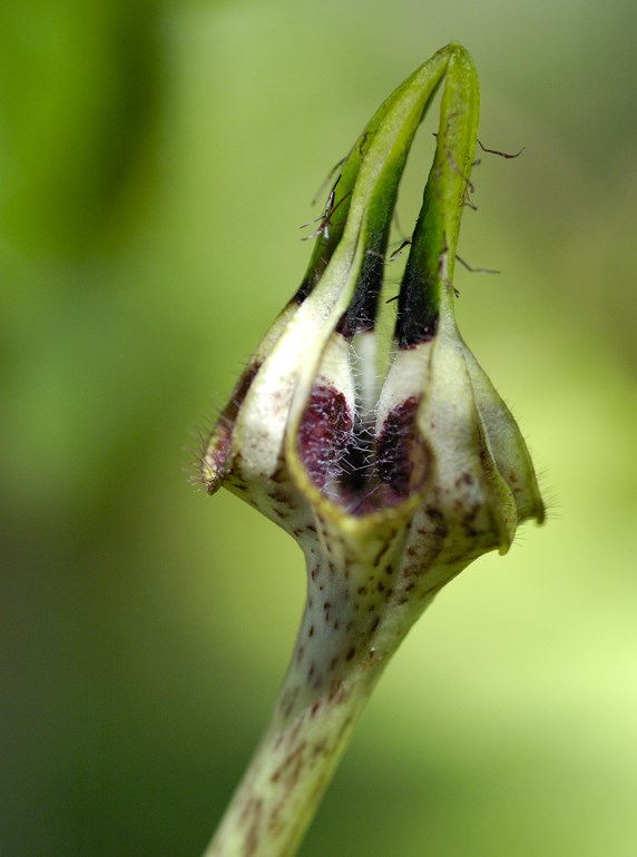 Ceropegia radicans