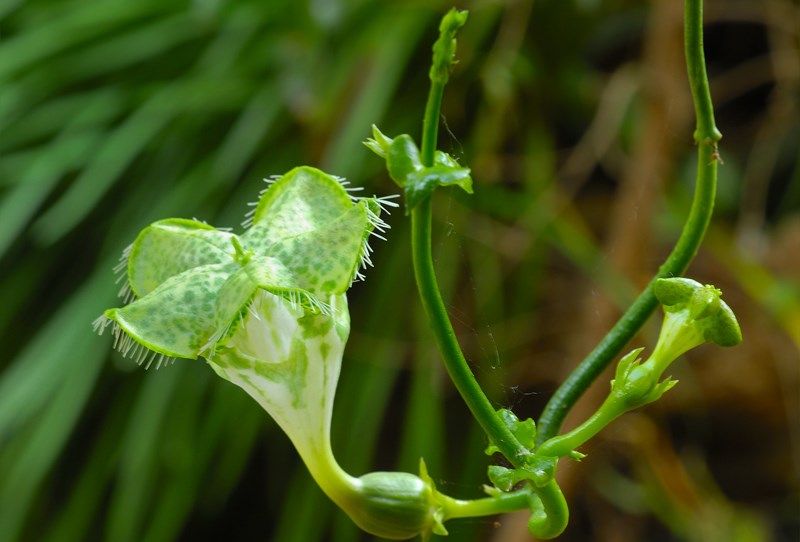 Ceropegia sandersonii