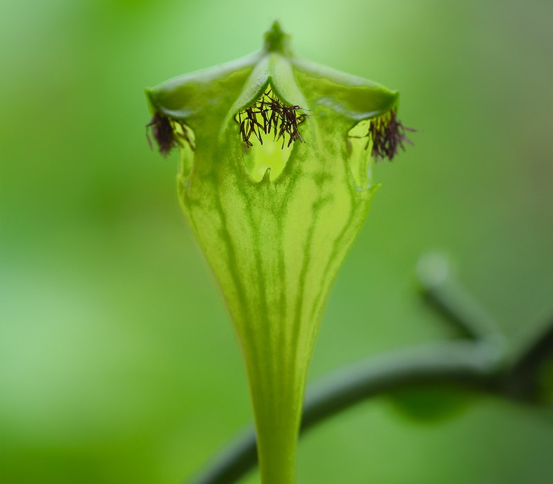 Ceropegia sandersonii