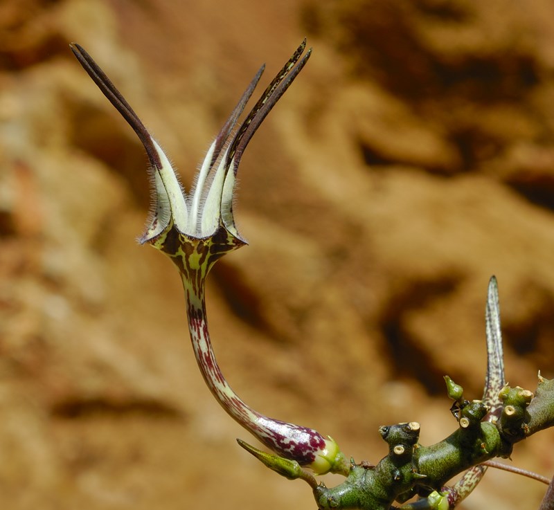 Ceropegia stapeliiformis subsp. serpentina